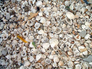DSCF0937.JPGCO [Sony PSP]